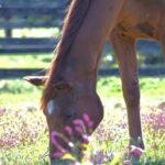 Grass wonder main 1754672078444.jpg
